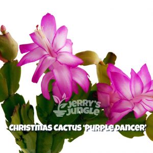 purple dancer christmas cactus