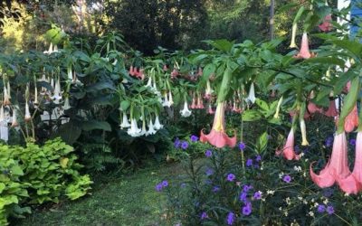 How to Care for Brugmansia