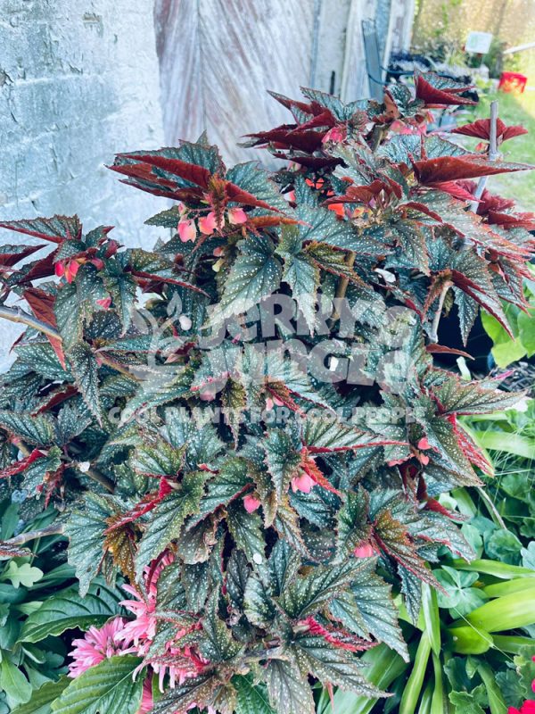 Begonia Argenteo guttata