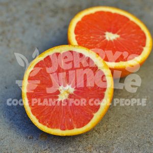 Cara Cara Blood Orange Tree