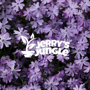 Phlox subulata 'Purple Beauty' Starter Plants 6 Pack