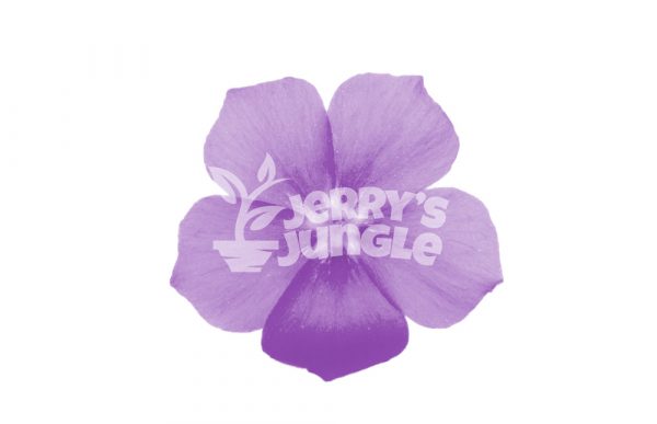 Phlox subulata 'Purple Beauty' Starter Plants 6 Pack