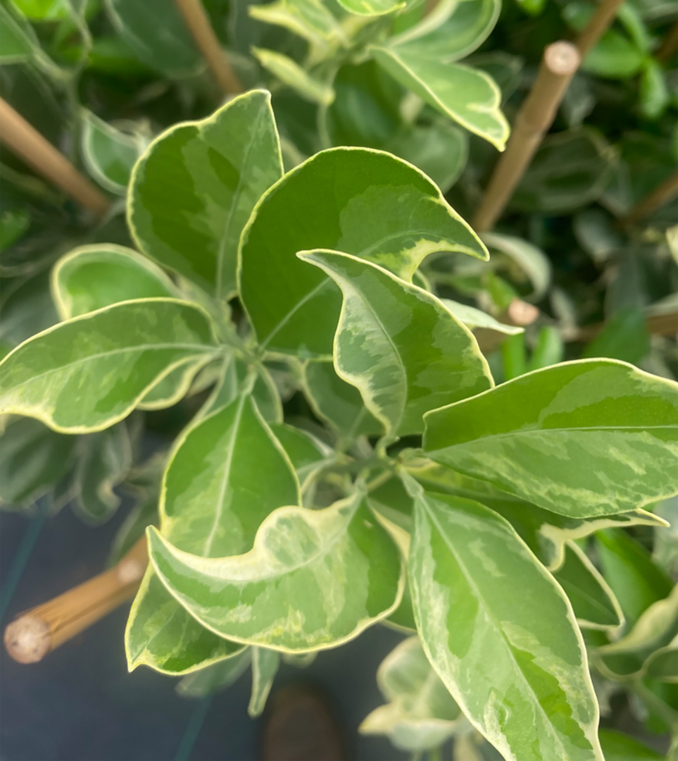 VARIEGATED Cara Cara Red Orange Live Tree Jerry's Jungle