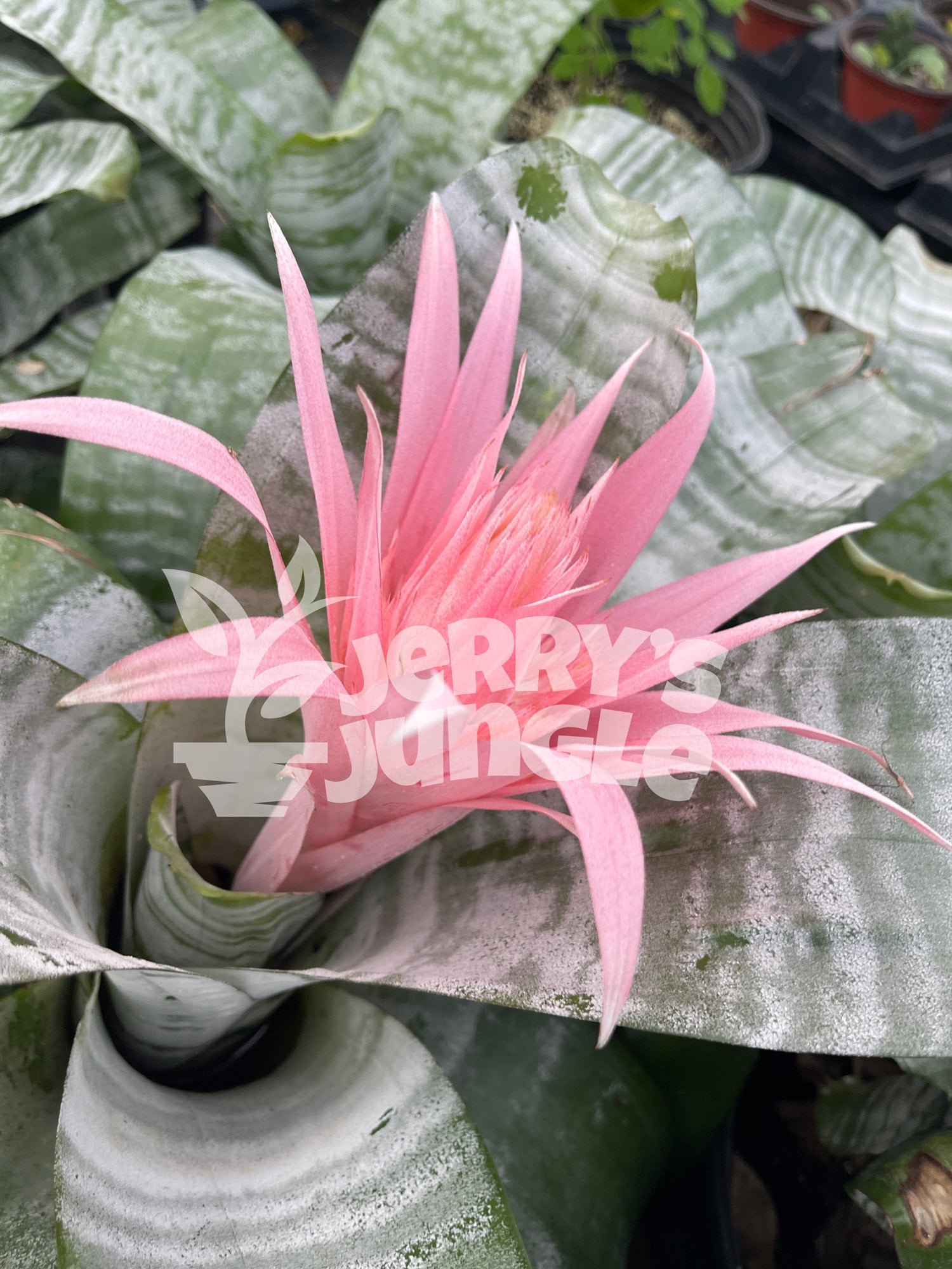 Bromeliad Aechmea fasciata Pink - Mature blooming or ready to bloom -  Jerry's Jungle, image size:1500x2000