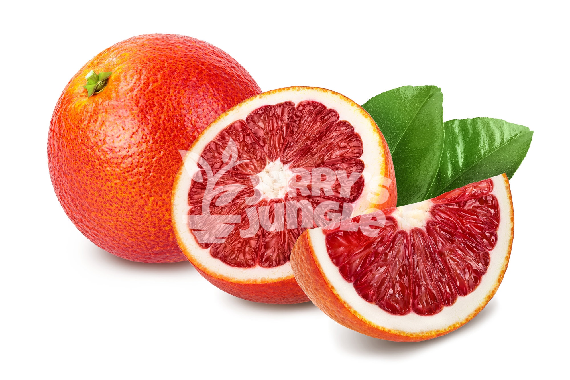 Moro Blood Orange Tree Shipping now Jerry's Jungle