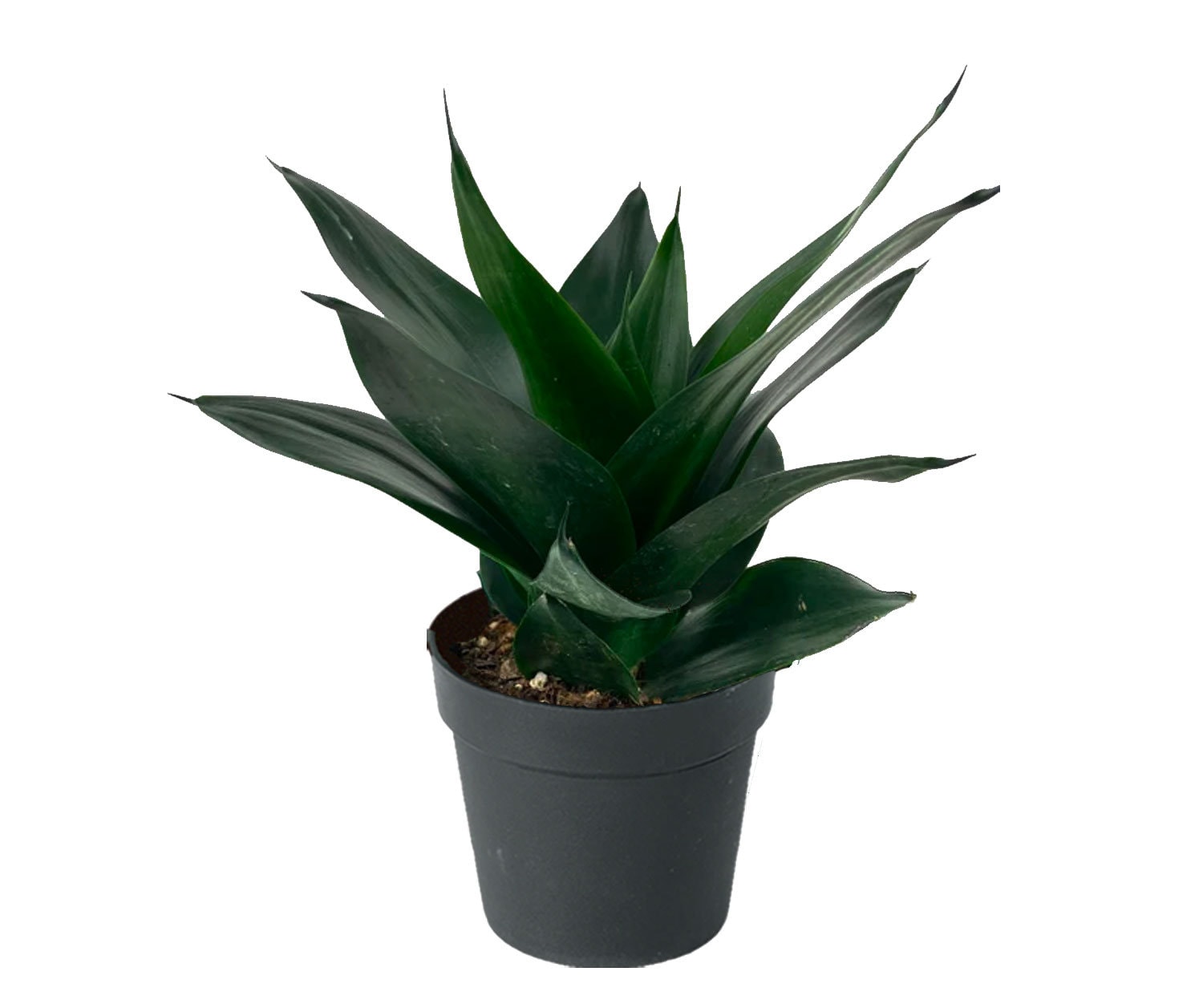 Sansevieria Black Jade Hahnii available in 4" and 6" Pots - Jerry's  Jungle