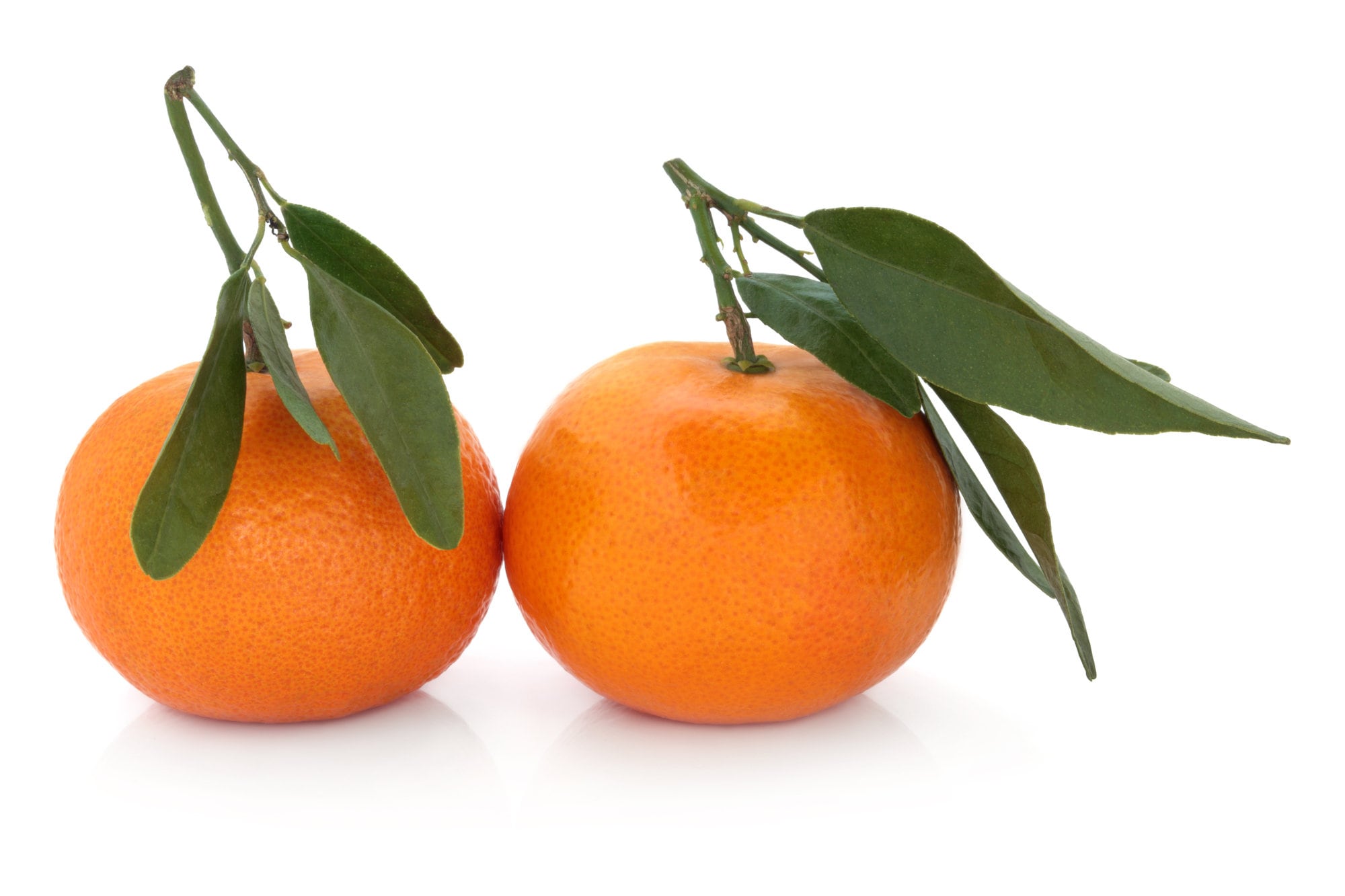 Frost Owari Satsuma Mandarin Tree Shipping now Jerry's Jungle