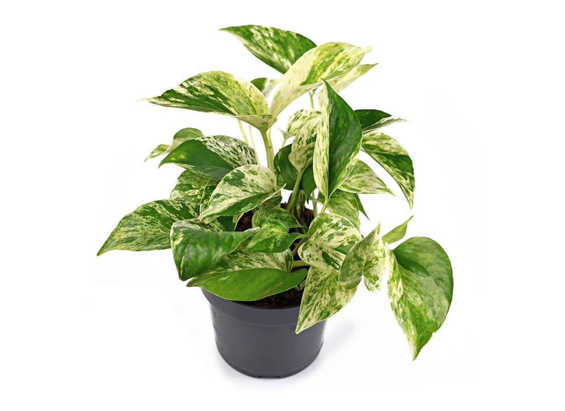 Pothos Marble Queen available in 4" pots Jerry's Jungle